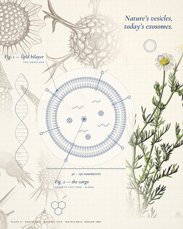 Radiolaria, chamomile and an annotated exosome: nature's vesicles, today's exosomes